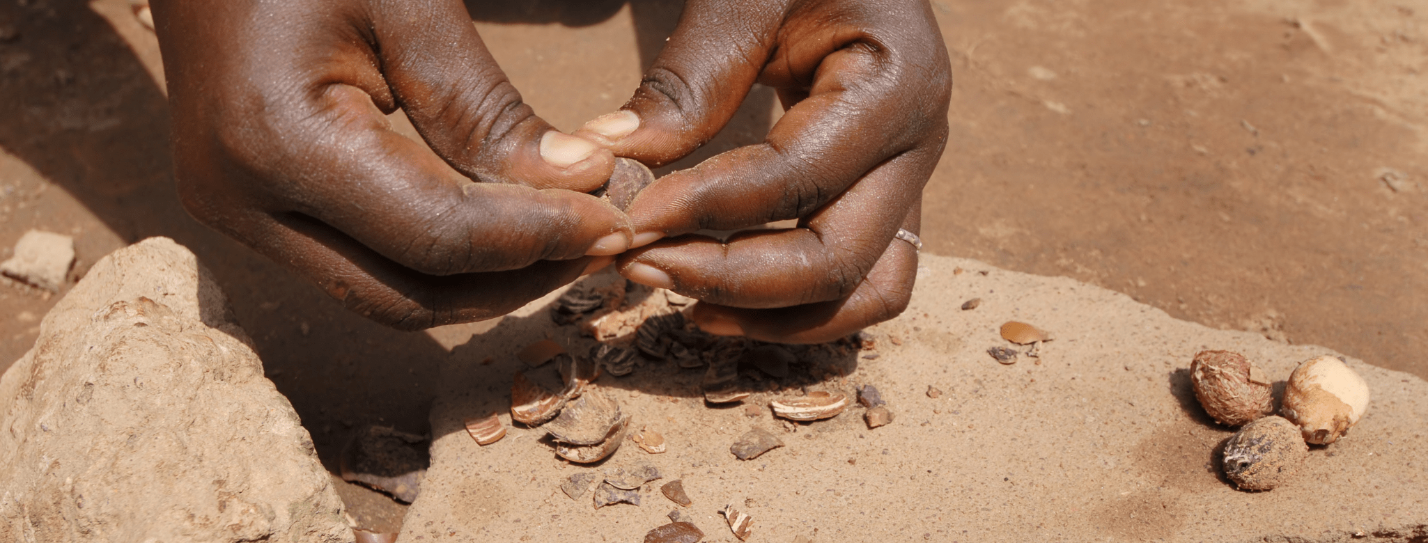 Sběr a zpracování ořechů Máslovníku afrického. Výroba bambuckého másla. 